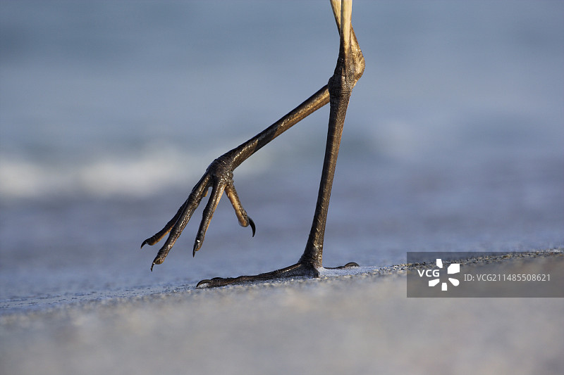 大蓝鹭的脚图片素材