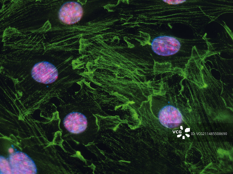 成纤维细胞核的免疫荧光显微镜图像图片素材