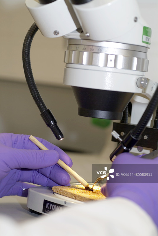 蜜蜂研究图片素材