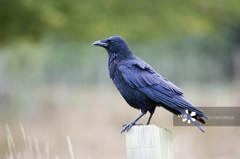 乌鸦图片素材