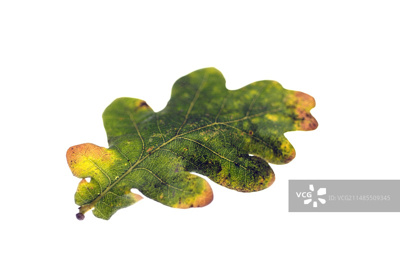 橡树叶子图片素材