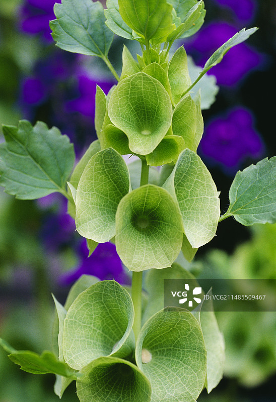 风铃草图片素材