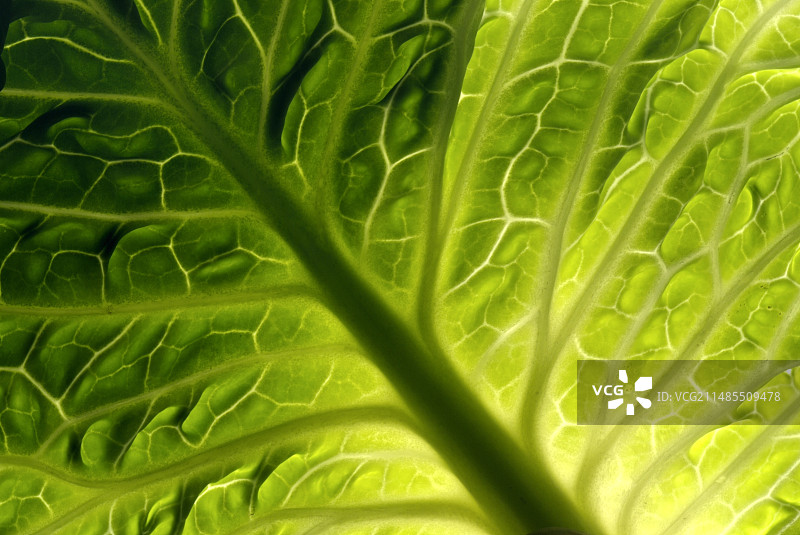 卷心菜叶脉图片素材