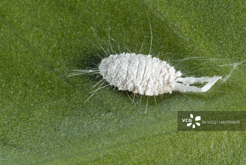 条纹粉蚧图片素材