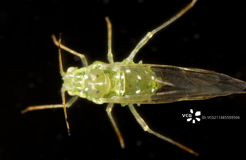 榆树蚜虫图片素材