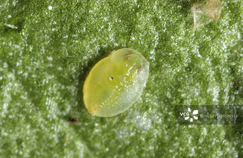 烟草粉虱若虫图片素材