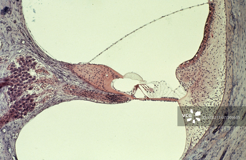 内耳耳蜗切片光镜图图片素材