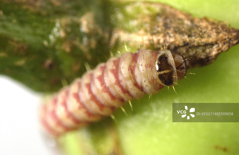 麦蛾毛虫图片素材