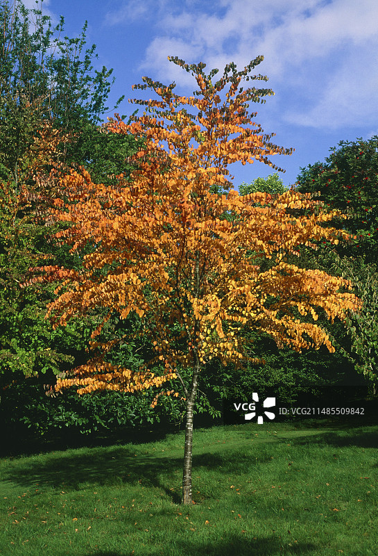 日本连香树图片素材