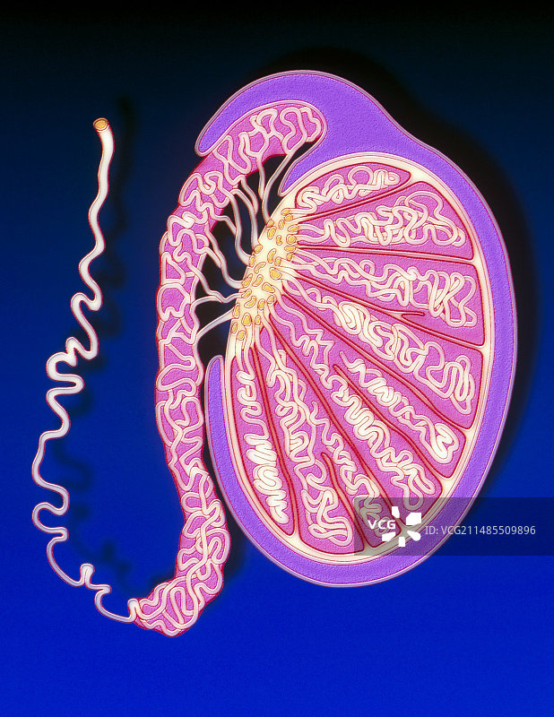 人类睾丸结构插画图片素材