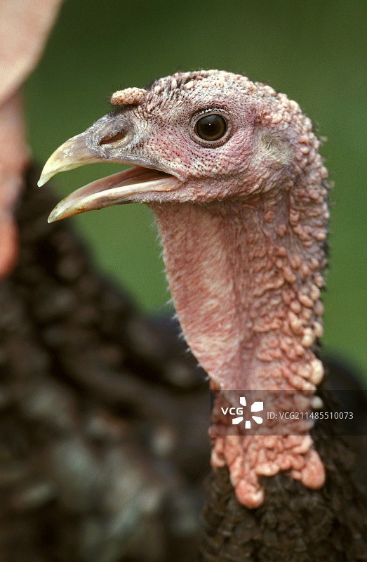 火鸡。图片素材