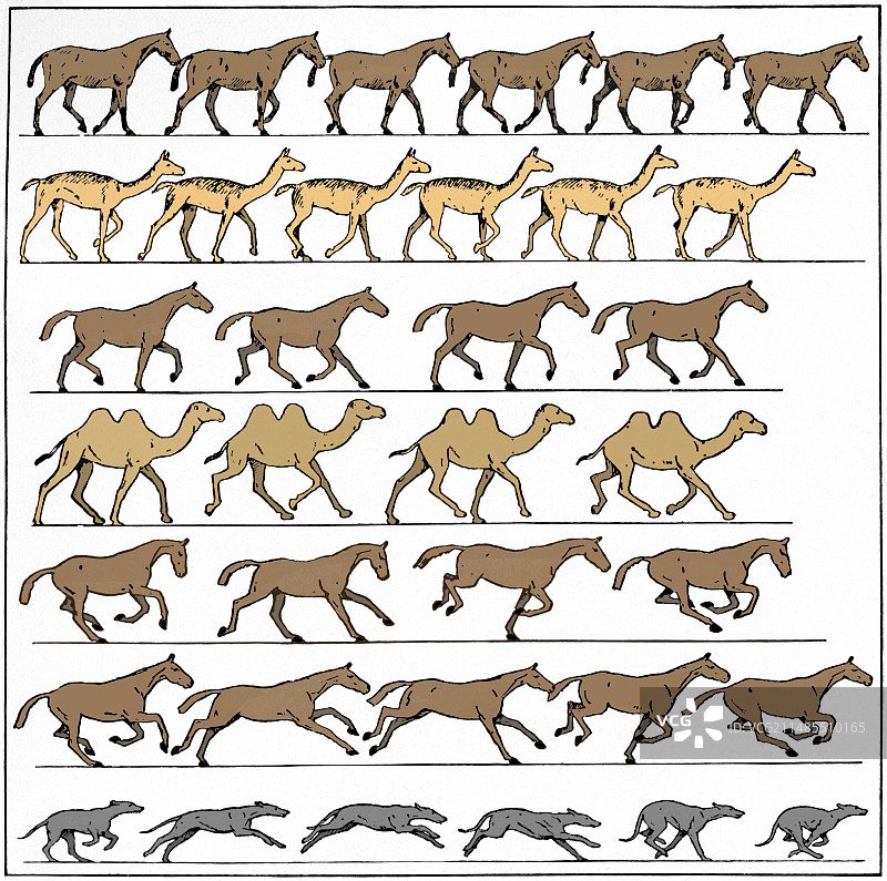 动物运动图图片素材