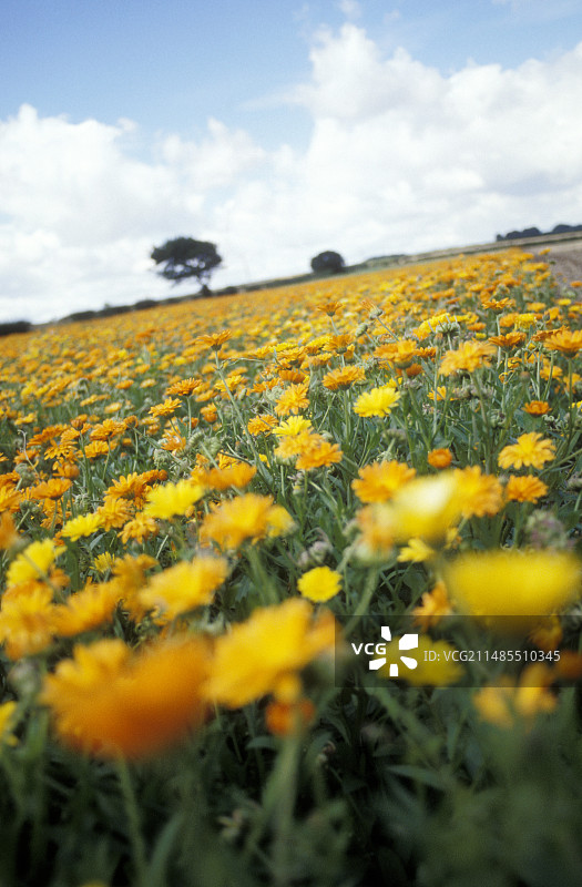 金盏花图片素材