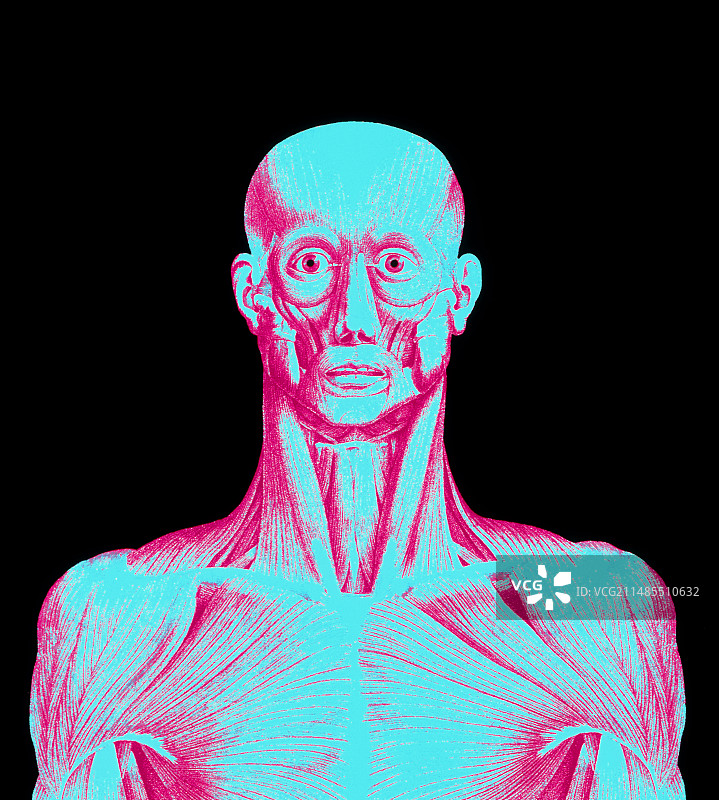 头部和胸部肌肉的彩色雕刻图图片素材