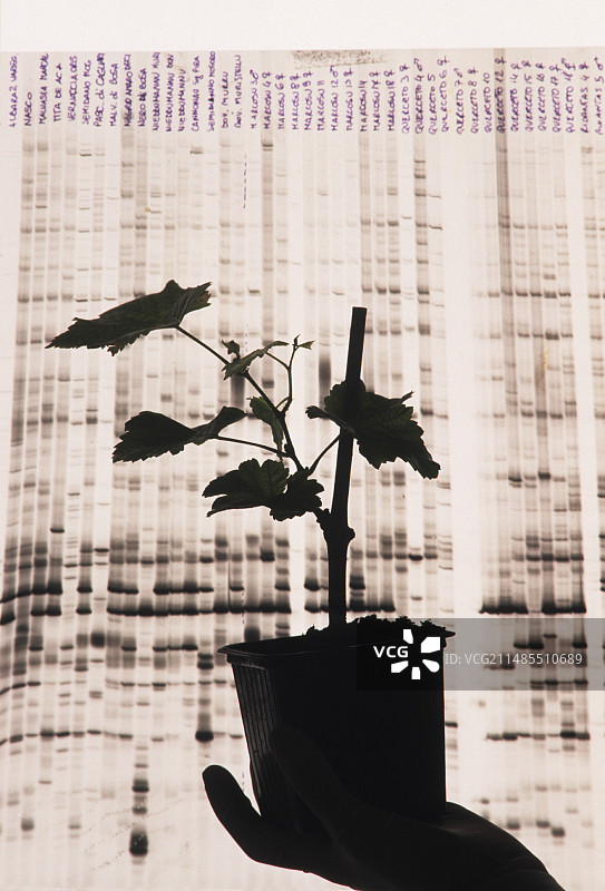 葡萄藤DNA研究图片素材