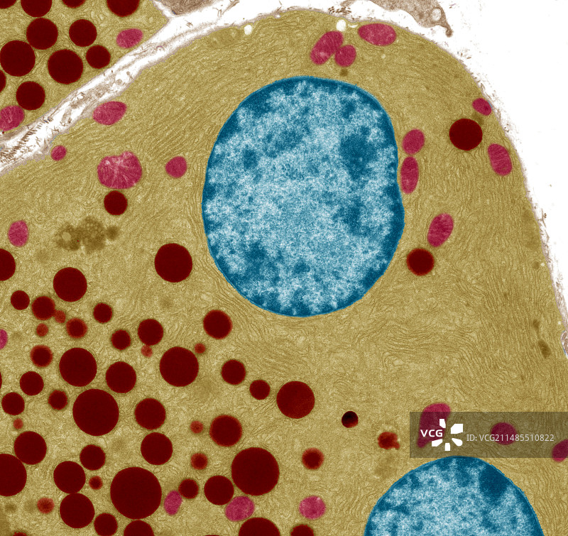胰腺细胞，透射电镜图片素材