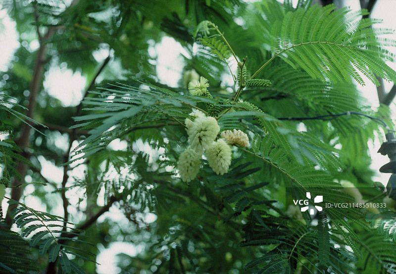 羽状合欢图片素材