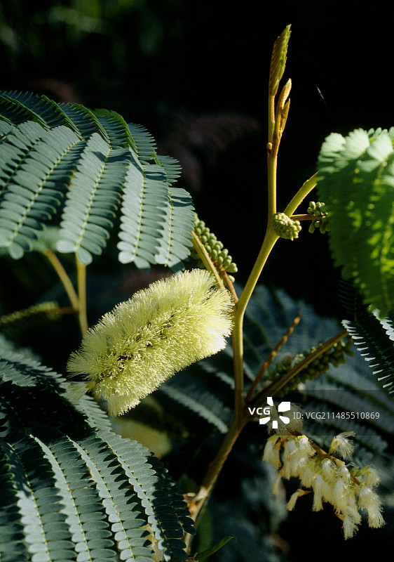 羽状合欢图片素材