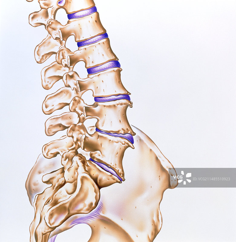 脊柱骨关节炎的艺术作品图片素材