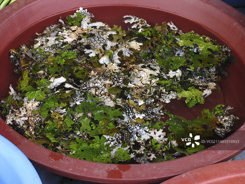 可食用地衣图片素材