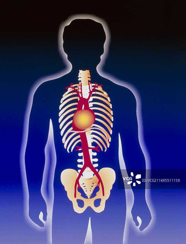 计算机艺术图：带有心脏和主动脉的男性轮廓图片素材