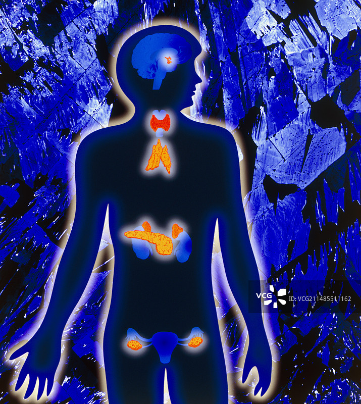 女性内分泌和胸腺轮廓图图片素材