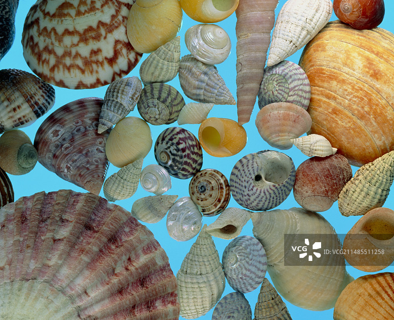 一组海螺图片素材