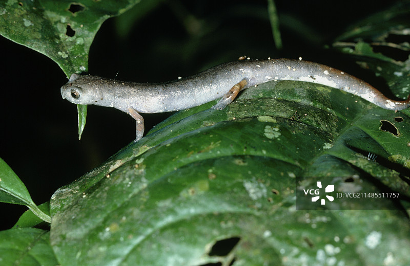厄瓜多尔火蜥蜴图片素材