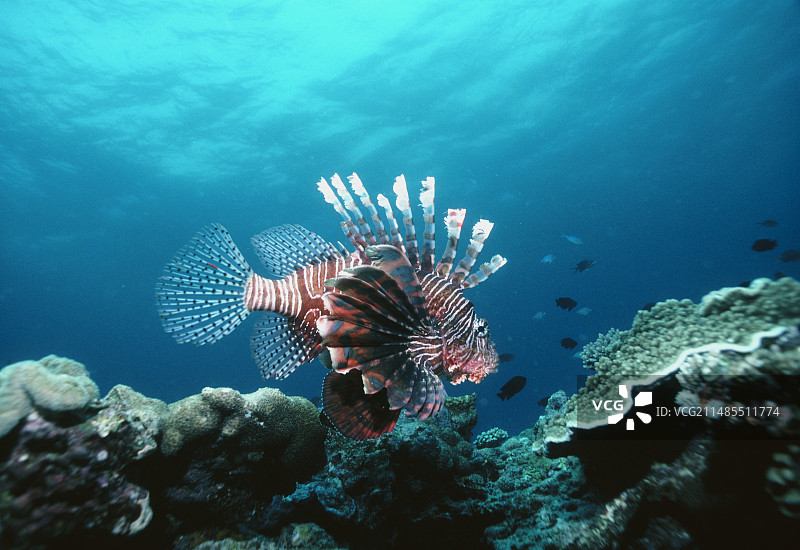 珊瑚礁中的蓑鲉图片素材