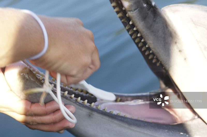 海豚清洁牙齿图片素材
