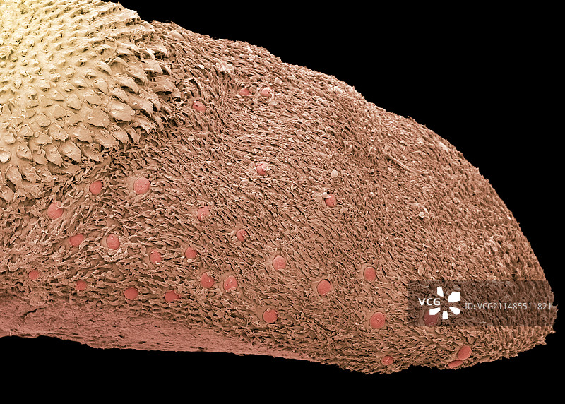 普通伏翼蝙蝠的舌头，扫描电镜图片素材