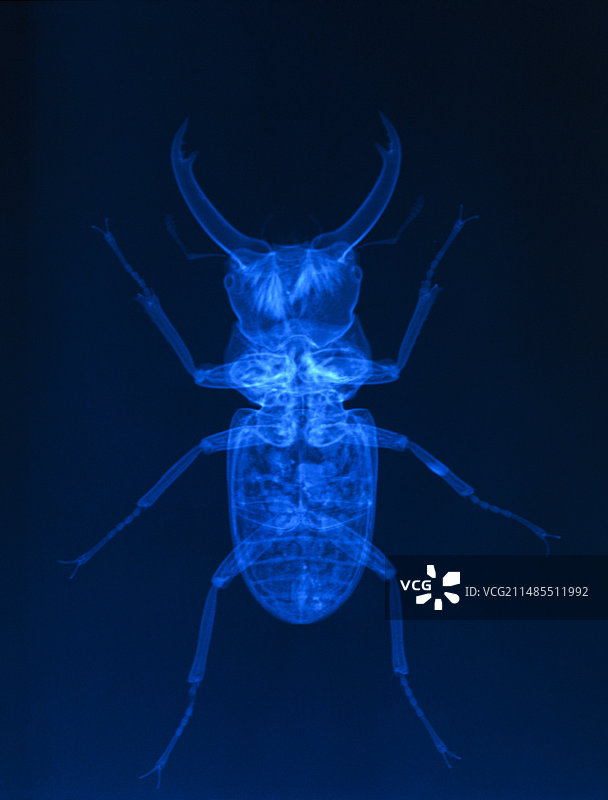 锹甲（Lucanus cervus）的X光片图片素材