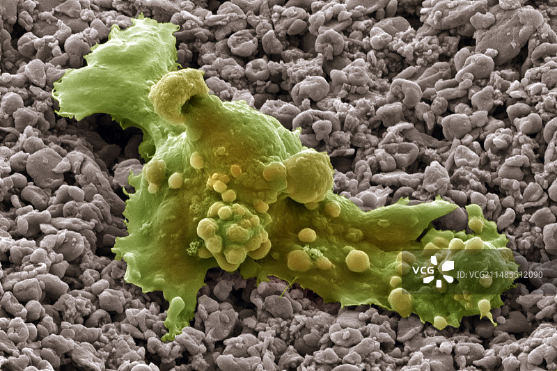 胚胎干细胞扫描电镜图图片素材