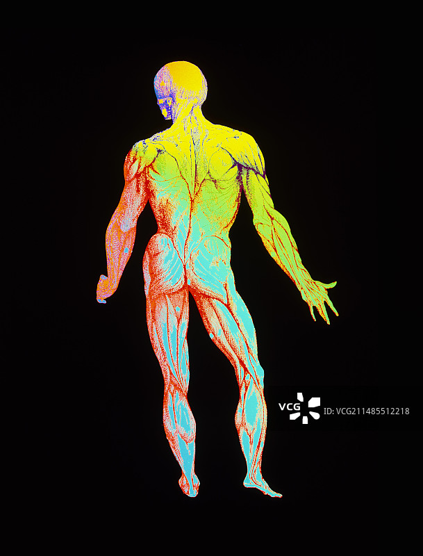 维萨里解剖图：肌肉系统图片素材