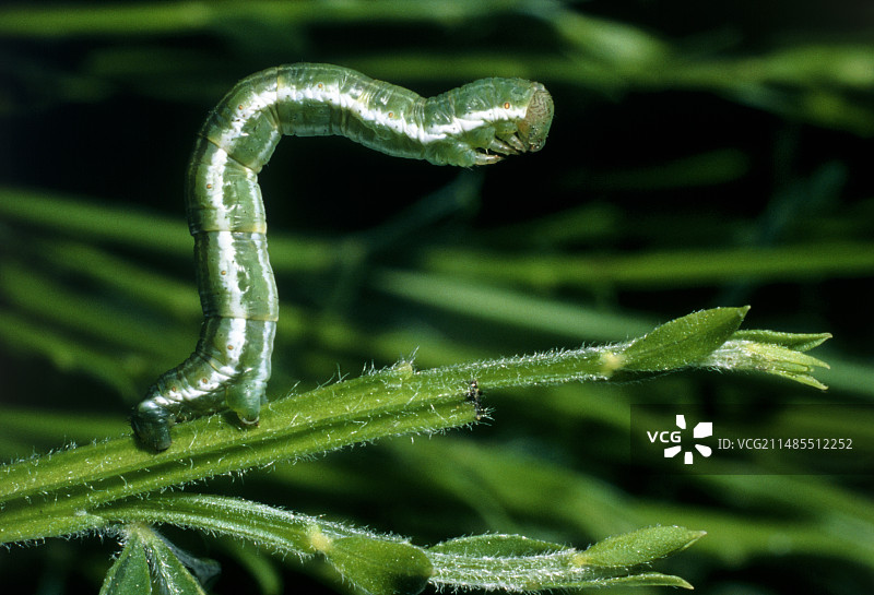 尺蠖幼虫爬上茎图片素材