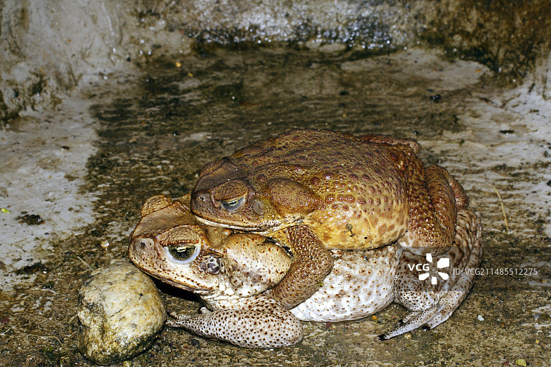 交配中的甘蔗蟾蜍图片素材