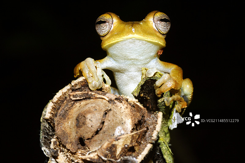 距骨树蛙图片素材
