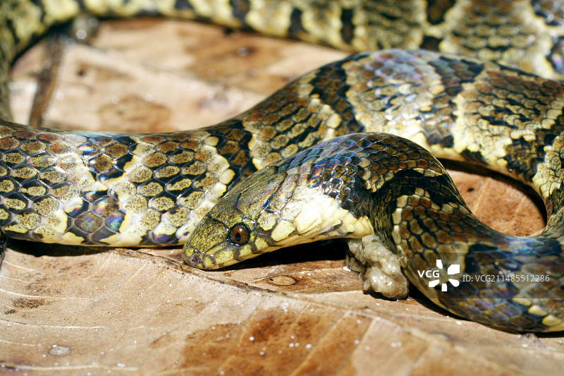 巨型土蛇图片素材