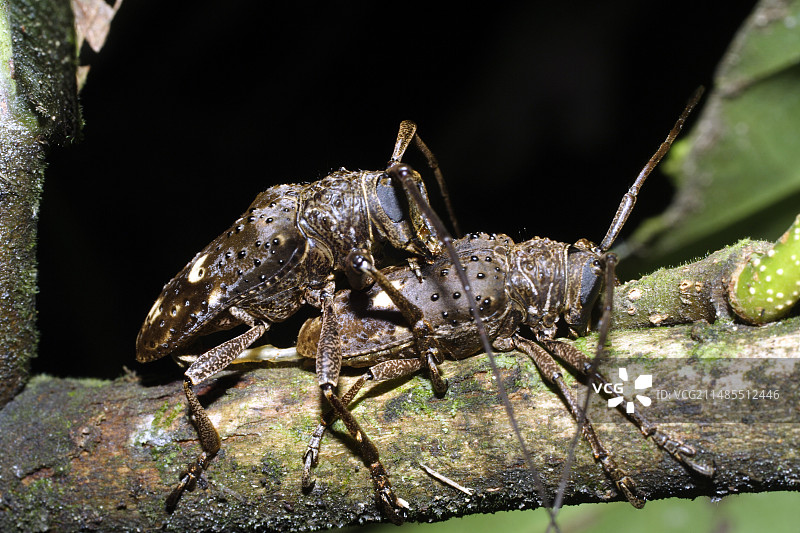 天牛交配图片素材