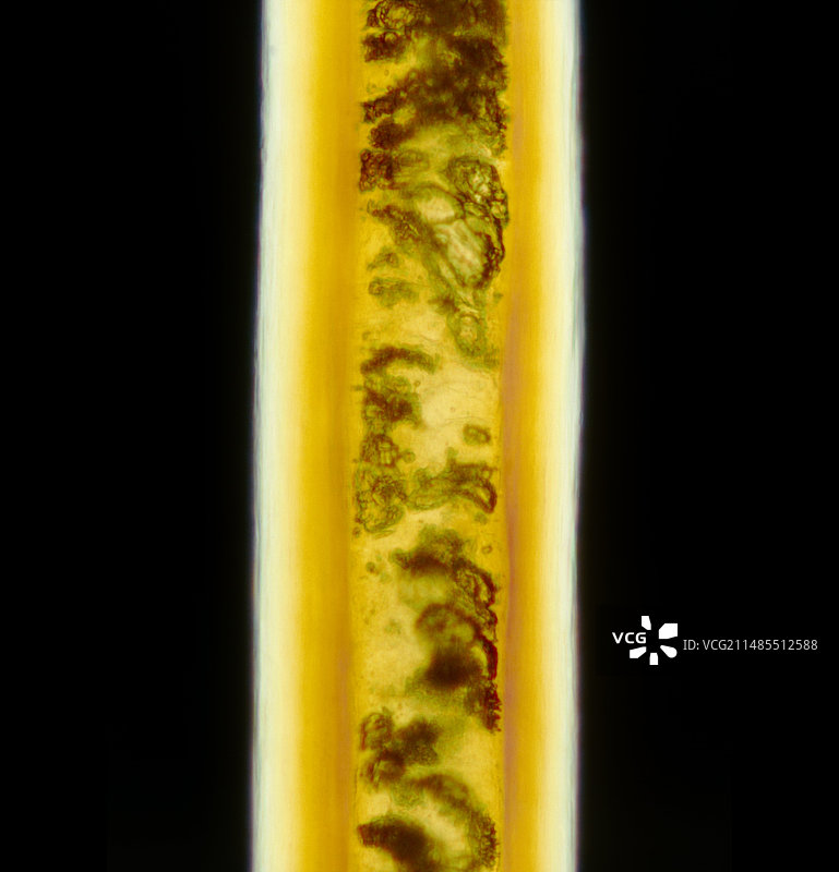 骆驼毛的浅色显微照片图片素材