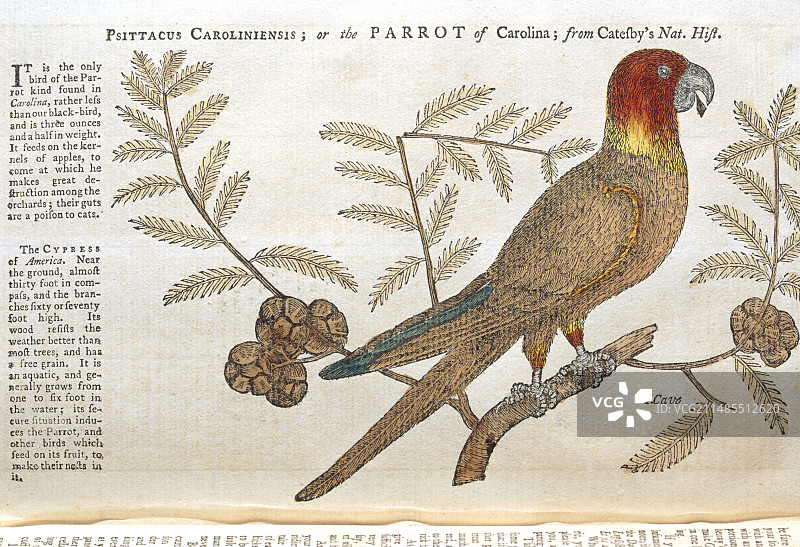已灭绝的卡罗莱纳鹦鹉1752年插图图片素材