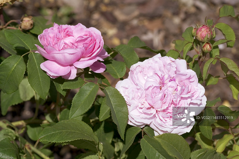 玫瑰花（贾克斯·卡地亚）图片素材