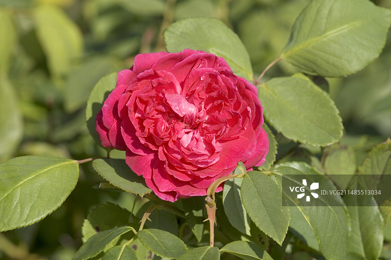 波旁玫瑰图片素材