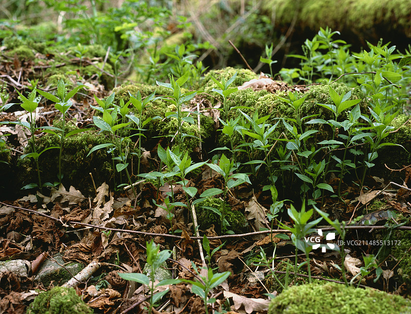 狗牙菜图片素材