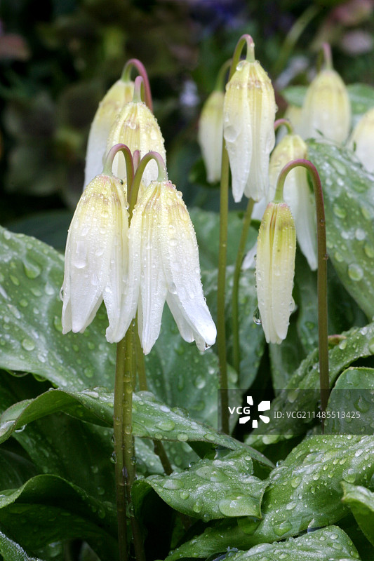 太平洋小鹿百合图片素材
