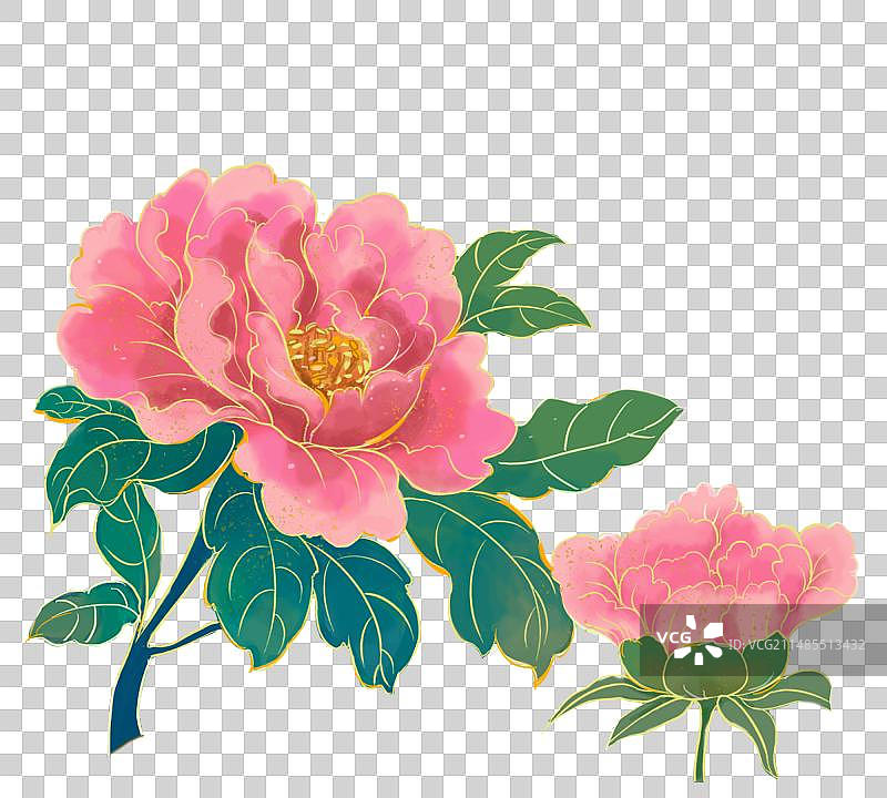 盛开的牡丹花图片素材