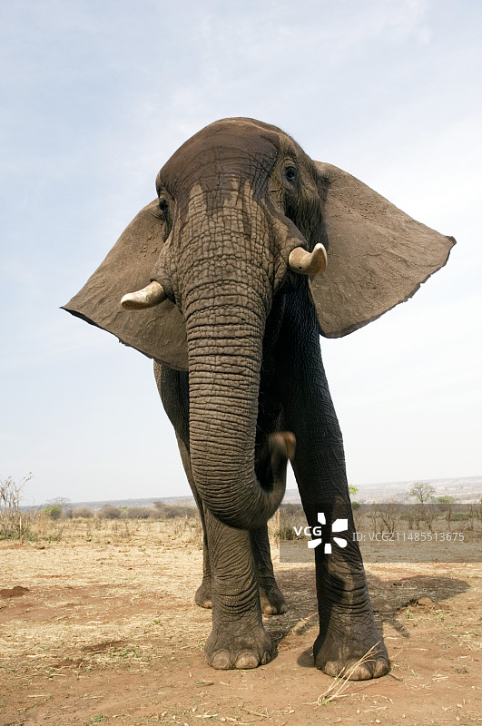 非洲象图片素材
