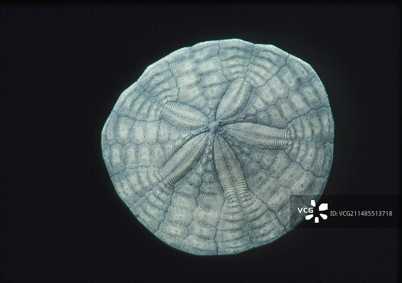 海钱化石样本图片素材