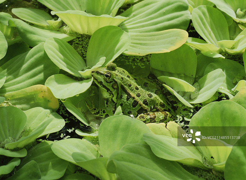 沼泽蛙图片素材