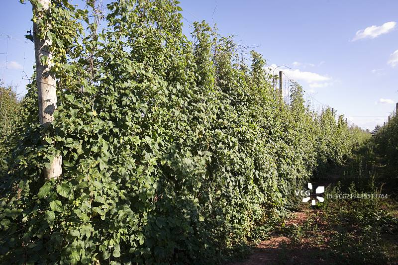 啤酒花图片素材